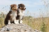 BERGER AUSTRALIEN PUPPIES 113